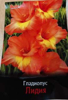 Гладиолус Лидия (10шт) 1разбор
