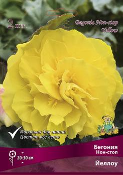Бегония Йеллоу (2шт) нон-стоп 4/5