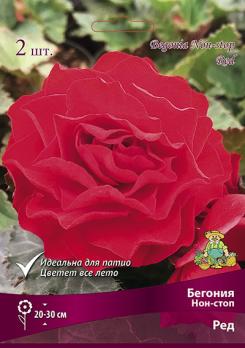 Бегония Ред (2шт) нон-стоп 4/5