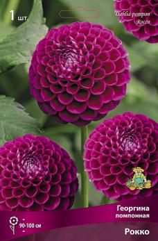 Георгина Рокко (1шт) 90-100 помпонная I разбор