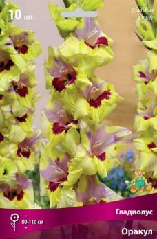 Гладиолус Оракул (10шт) 80-110 крупноцветковый 10/12