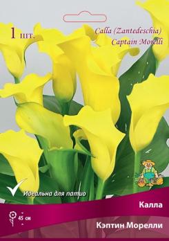 Калла Кэптин Морелли (1шт) 45см 14/16