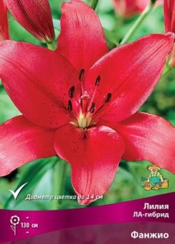 Лилия ЛА-гибрид Фанжио (5шт) 130см 12/14