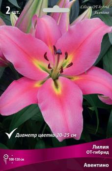 Лилия ОТ-Гибриды Авентино (2шт) 110-130см 14/16