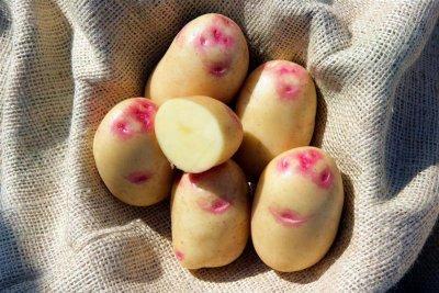 КАРТОФЕЛЬ (10шт) ИВАН да ШУРА СуперЭлита /мякоть белая