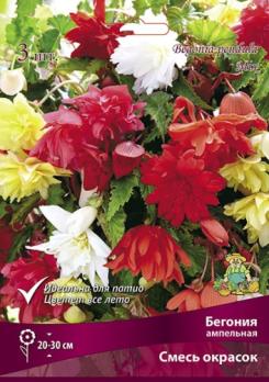 Бегония Ампельная смесь окрасок 4-5/К 3шт