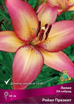 Лилия ЛА-Гибрид Ройал Презент 12-14 (5шт) 120см
