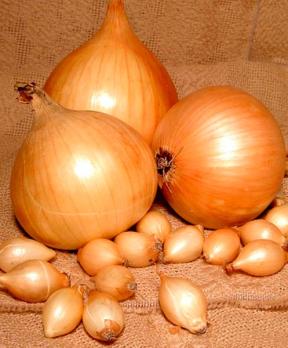 Лук-севок (10кг±8-10%) Стурон КРупный (21-24мм) /TOP ONIONS Урожай 2025г.