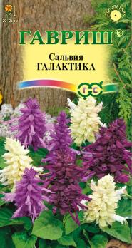 Сальвия Галактика 6шт смесь карликовая /однолетник
