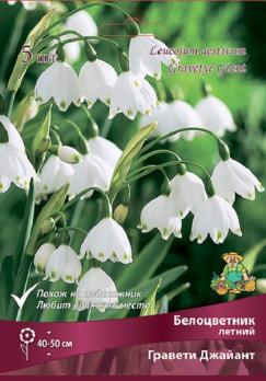 Белоцветник летний Гравети Джайант 10/12 (5шт) 40см