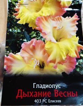 Гладиолус Дыхание Весны (10шт) 1разбор