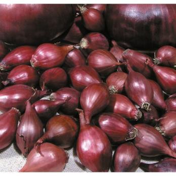 Лук-севок (10кг±8-10%) КАРМЕН КРупный (21-24мм) /TOP ONIONS Урожай 2025г.