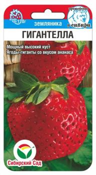 Земляника Гигантелла 10шт /крупноплодный голландский сорт