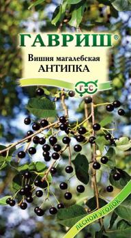 Вишня махалебская Антипка 1г.
