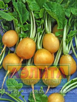 Редис Злата 3г раннеспел,крупноплод,желт