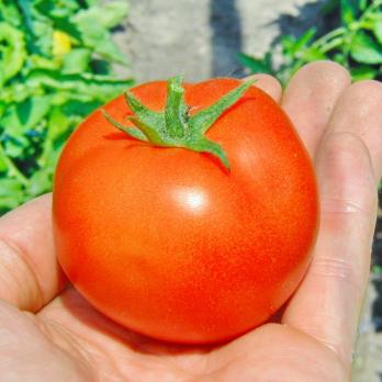 Томат Санька 0,1гр /ультраранний 