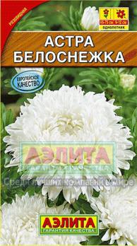 Астра Белоснежка Н75см,крупноцвет /однолетник