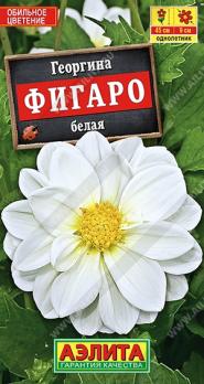 Георгина Фигаро Белая 7шт махровая Н45см /однолетник