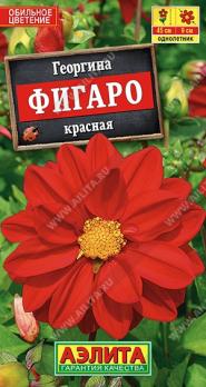 Георгина Фигаро Красная 7шт махровая Н45см /однолетник