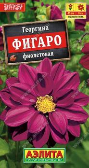 Георгина Фигаро Фиолетовая 7шт махровый Н45см /однолетник