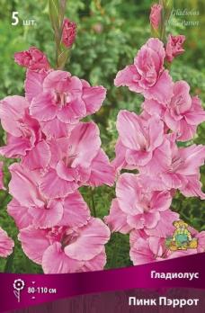 Гладиолус Пинк Пэррот (5шт) 80-110см 12/14 бамбино