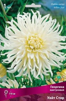 Георгина кактусовая Уайт Стар (1шт) 110см Iразбор