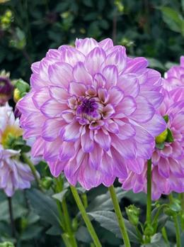 Георгина декоративная Блу Виш (1шт) 90см Iразбор