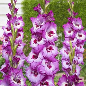 Гладиолус крупноцветковый Элвив (10шт) 80-110см 10/12