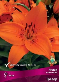 Лилия азиатская Трезор (5шт) 100-110см 12/14