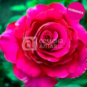 Роза Гасфорта - чайно-гибридная/100-130см/ярко-розовая (шт)