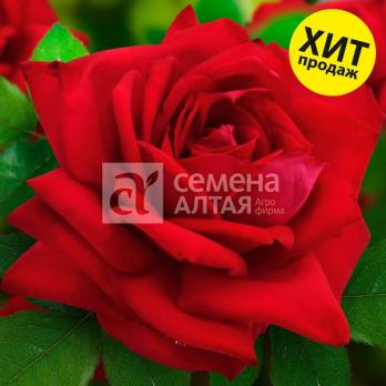 Роза Дюссельдорф - чайно-гибридная/60-70см/темно-малиновая (шт)