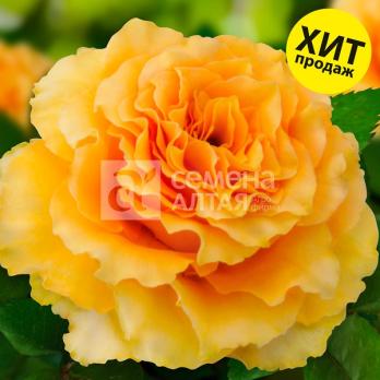 Роза Дива - чайно-гибридная/50-70см/ярко-желтая (шт)