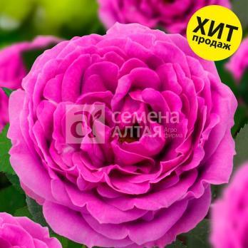 Роза Найт Сити - патио/30-40см/фиолетово-розовая