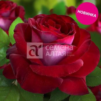 Роза Госпел - чайно-гибридная/60-90см/темно-красная (шт)