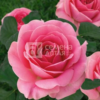 Роза Грация - спрей (мини-роза)/45-55см/нежно-розовая 