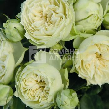 Роза Лувиана - спрей (мини-роза)/60-70см/цвет зеленого чая (шт)