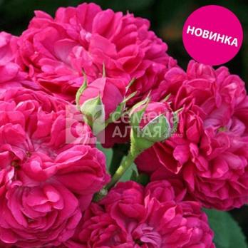 Роза Джинни - шраб (кустовая)/55-75см/розовый/цикламеновый (шт)