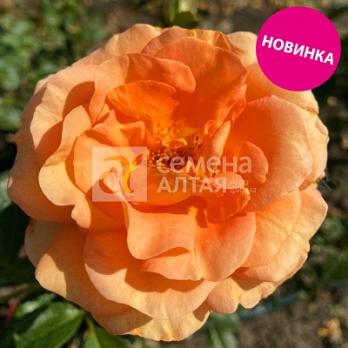 Роза Корнет - флорибунда (кустовая)/90-120см/яркое цветение (шт)