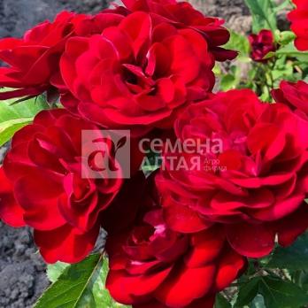 Роза Пандора - патио (кустовая)/40-55см/темно-красная 