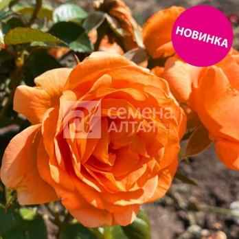 Роза Прометей - клаймбер (плетистая)/120-200см/персиково-розовая (шт)