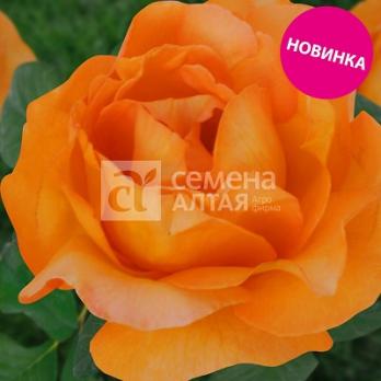 Роза Апероль - чайно-гибридная/60-85см/ярко-оранжевая (шт)