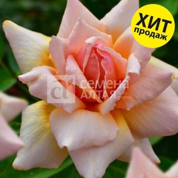 Роза Стелла Магна - чайно-гибридная/90-130см/необычная звездообразная форма (шт)