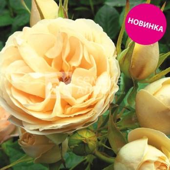 Роза Брют - флорибунда/80-100см/зеленовато-кремов.оттенок шампанского (шт)