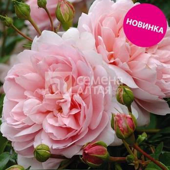 Роза Рея - флорибунда (кустовая)/90-120см/нежно розовая (шт)