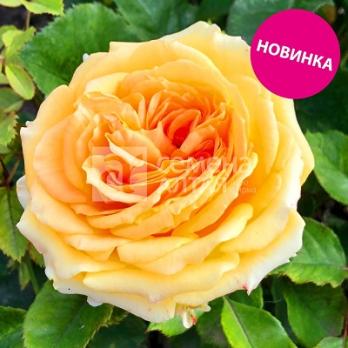 Роза Санта Бьянка - флорибунда/80-100см/нежного карамельная (шт)