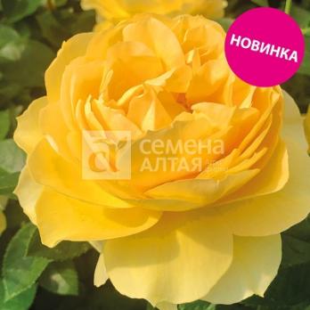 Роза Семирамида - шраб/90-120см/солнечная пионовидная и ароматная (шт)
