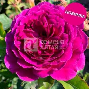 Роза Терра Ностра - флорибунда (кустовая)/70-80см/насыщенно фиолетовая (шт)