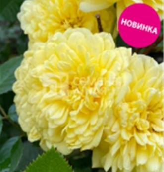 Роза Тефия - шраб (кустовая)/80-110см/ нежно-желтая (шт)