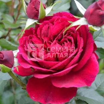 Роза Фальстафф - английская/120-150см/пурпурная 