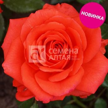 Роза Альма - чайно-гибридная/80-100см/кораллово-оранжевая (шт)